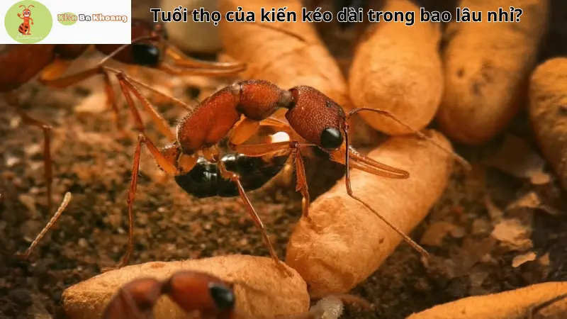 Tuổi thọ của kiến kéo dài trong bao lâu nhỉ?