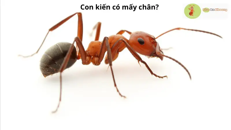 Con kiến có mấy chân?
