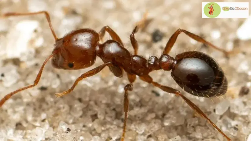 Các loài kiến độc ở Việt Nam- Kiến lửa đỏ