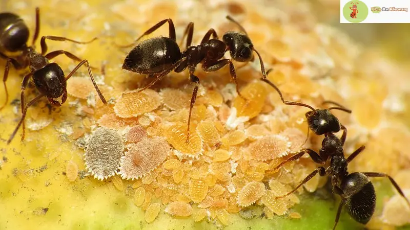 Những thông tin cần biết về kiến đen