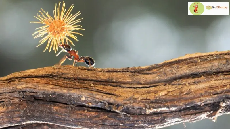 Khám phá sức mạnh của loài kiến