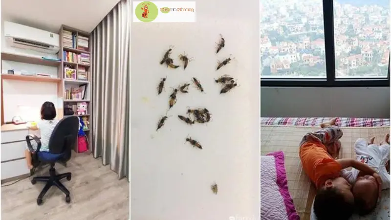 Tại sao kiến ba khoang xuất hiện trong nhà