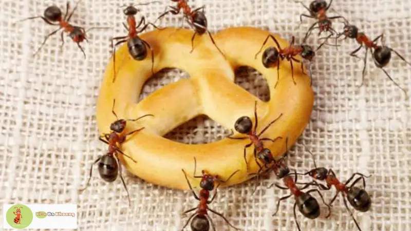 Tìm hiểu tập tính kiếm ăn của kiến
