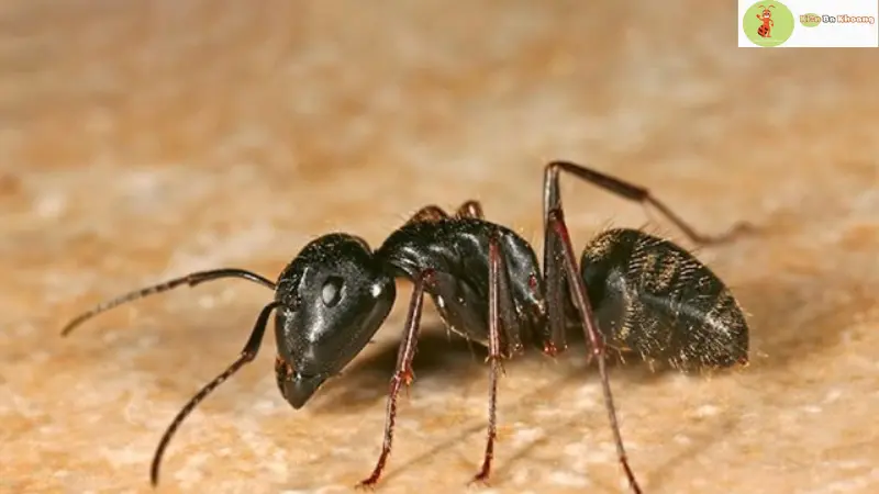 Bị kiến đen cắn có sao không?