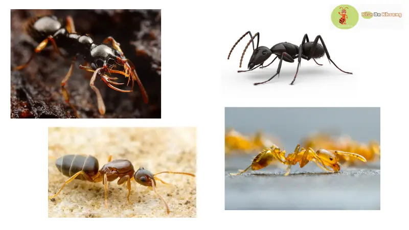  Các loài kiến trên thế giới