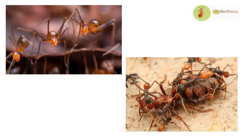 Những loài kiến nguy hiểm nhất thế giới