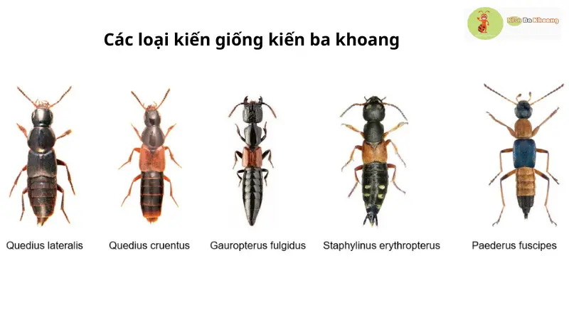 Các loại kiến giống kiến ba khoang