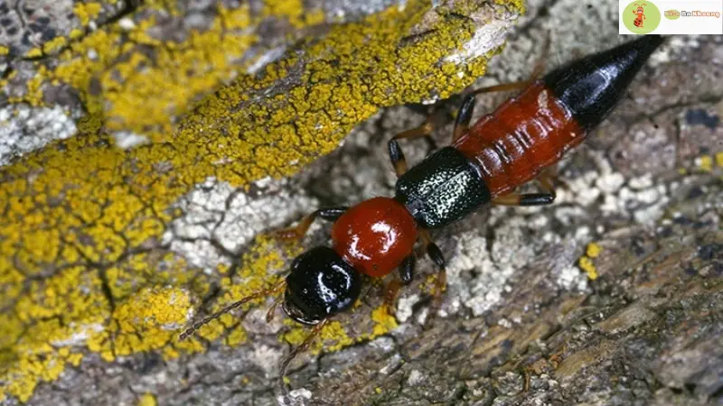 Điều kiện ảnh hưởng đến sinh sản của kiến ba khoang
